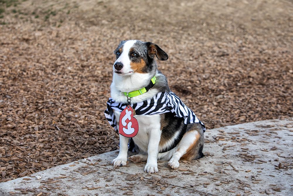 auggie dog wearing costume and collar