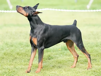 Dog Tail Docking & Ear Cropping: Our Vet Discusses Ethics & Health Considerations