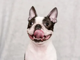 Is a Boston Terrier Hypoallergenic? Vet-Verified Facts & FAQ