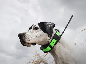 10 Best Dog Training Collars in 2026 - Reviews & Top Picks