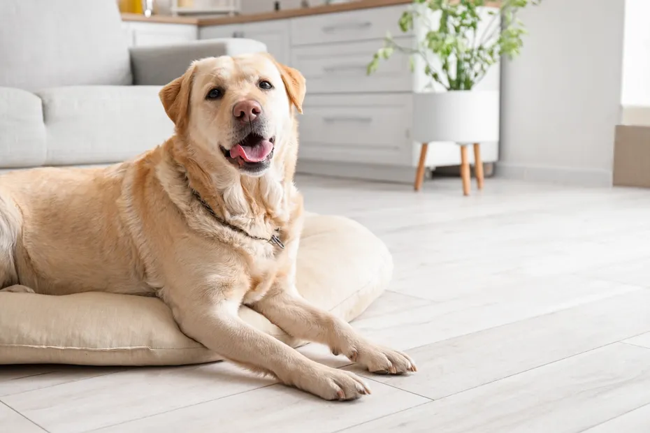 Labrador dog lying on the floor