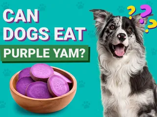 Can Dogs Eat Ube (Purple Yam)? Nutrition Facts & FAQ: Vet Answer