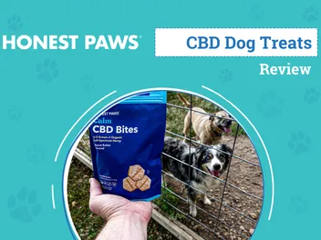 Honest Paws CBD Pet Products Review 2026: An Expert's Breakdown
