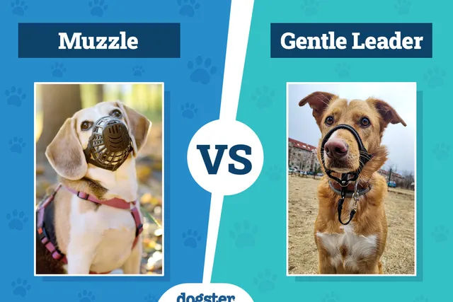 Muzzle vs. Gentle Leader: Vet-Reviewed Differences (With Pictures)
