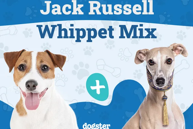 Jackawhip (Whippet Jack Russell Terrier Mix): Info, Pictures, Care & More