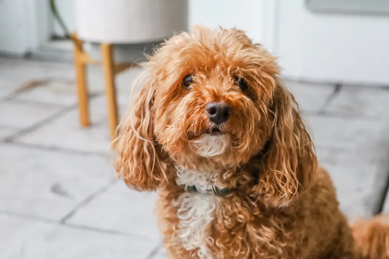 red bichon poo dog