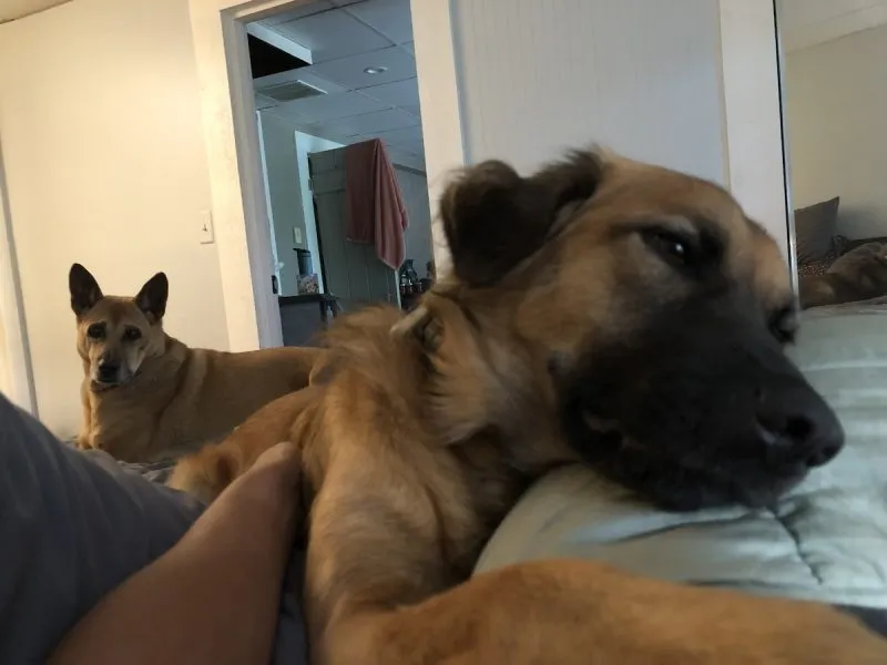 Manic and Jelly on the bed.