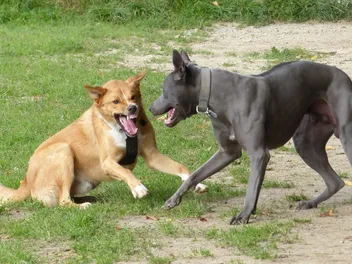 Why Do Dogs Play Fight? Reasons & When to Be Concerned