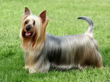 Silky Terrier Dog: Breed Info, Pictures, Traits & Care Guides