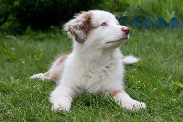 White Australian Shepherd: Info, Pictures, Origin & History