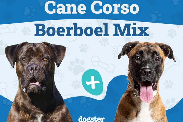 Cane Corso Boerboel Mix: Info, Pictures, Care & More