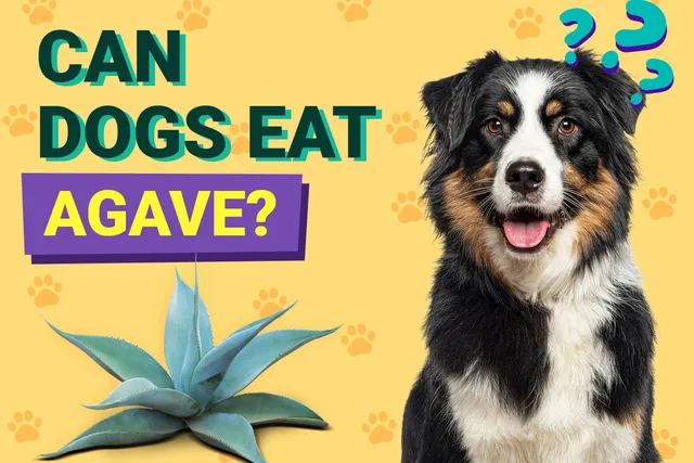 Can Dogs Eat Agave? Vet-Reviewed Facts & FAQ