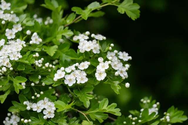 Hawthorn for Dogs: Our Vet Explains the Benefits, Risks & FAQ