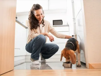 Are Beagles Hypoallergenic? Vet-Approved Allergy Tips & Breed Characteristics