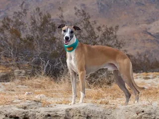 Whippet Dog Breed: Info, Pictures, Facts & Traits