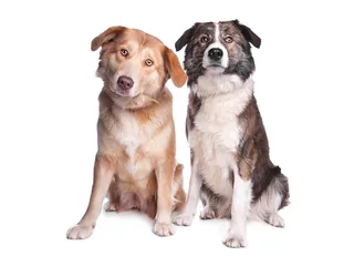 Aidi Dog Breed: Info, Pictures, Care Guide & Traits