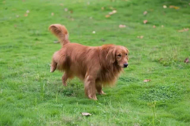 Why Does My Female Dog Lift Her Leg To Pee? Canine Behavior Explained