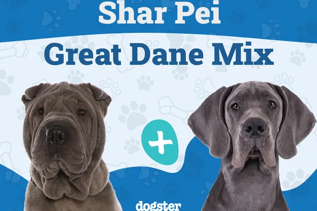 Shar Pei Great Dane Mix: Info, Pictures, Care & More