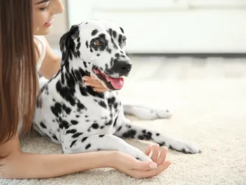 Where Do Dogs Like to Be Pet? 3 Vet-Approved Steps to Satisfaction