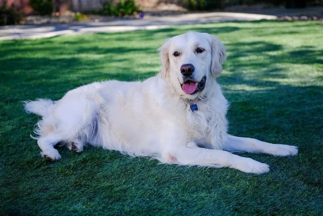 Will Golden Retrievers Attack People? Breed Facts & FAQ