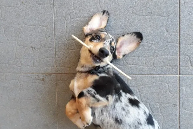 Dorgi (Dachshund & Corgi Mix) Dog Breed: Info, Pictures, Care & Facts