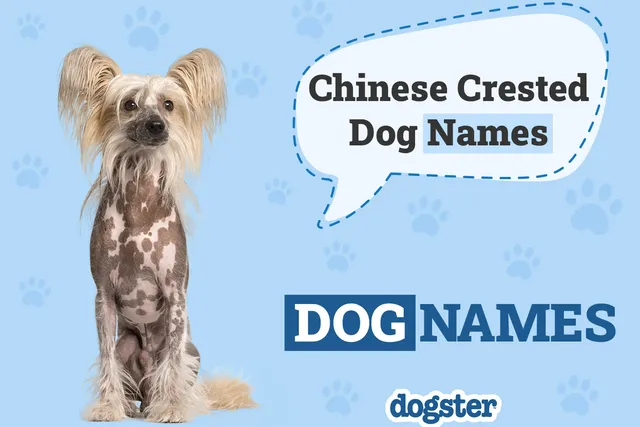 100+ Chinese Crested Dog Names: Ideas for Unique Dogs