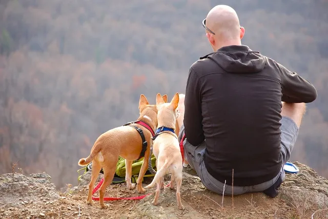 10 Dog-Friendly Hiking Trails in Wisconsin (2026 Guide)