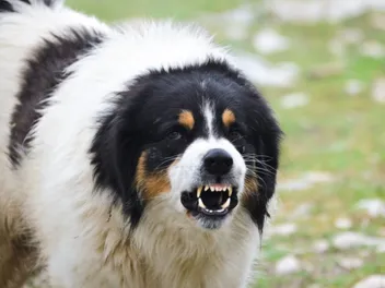 How to Manage Territorial Aggression in Dogs: Causes & Vet-Approved Tips