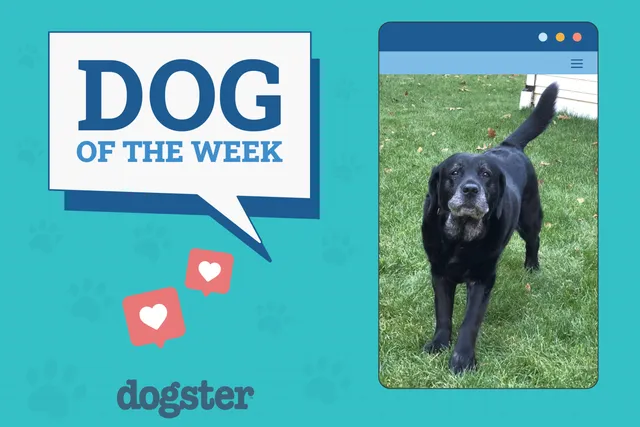 Dogster Photo Contest: Dogs of the Week Winners (Feb 06, 2025)