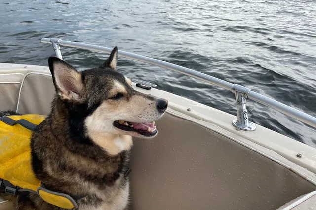 Do Dogs Get Seasick? Vet-Verified Causes, Signs & Helpful Tips