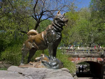 Whatever Happened to the Real Balto, Hero of the Alaskan Serum Run? History Revealed