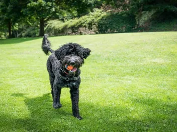 16 Most Playful Dog Breeds: Info, Pictures & History