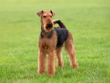 Airedale Terrier Breed Info: Pictures, Care, Traits & More