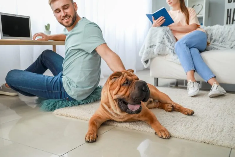 man petting the shar pei dog at home