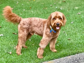 Apricot Goldendoodle: Info, Pictures, Origin & History