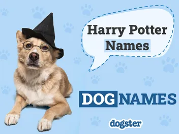 150 Harry Potter Dog Names: Wizard Inspiration for Your Pet