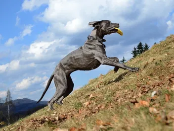 When Will My Great Dane Calm Down? Causes of High Energy & How To Counteract It