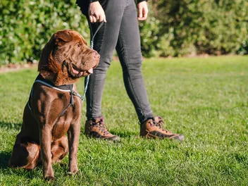 9 Shar Pei Mixes (With Pictures)