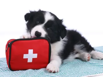 8 Best Dog First Aid Kits in 2026 - Reviews & Top Picks (Vet-Approved)