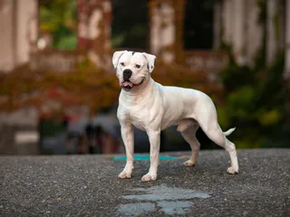 What Were American Bulldogs Bred For? Vet-Reviewed History & Facts