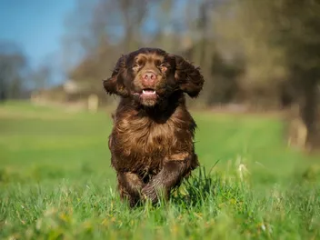 12 Great Off-Leash Dog Parks in Webster Groves, MO You Can Visit Today