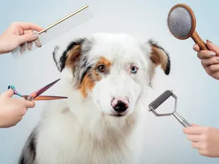What Dog Breeds Should Not Be Shaved? Vet-Verified Facts & FAQ