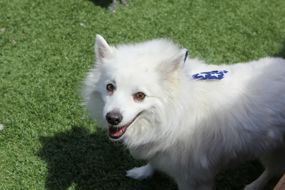 American Eskimo dog standing on top of a lush green field