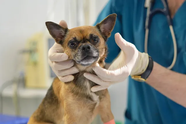 Swollen Lymph Nodes in Dogs: Our Vet Explains the Signs, Causes & Care