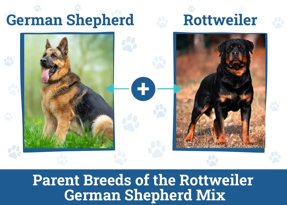 Parent Breeds of the Rottweiler German Shepherd Mix