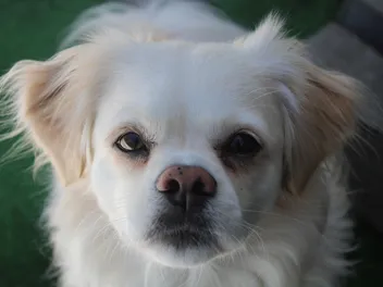 Peekapoo (Pekingese Miniature Poodle Mix): Info, Pictures & Care