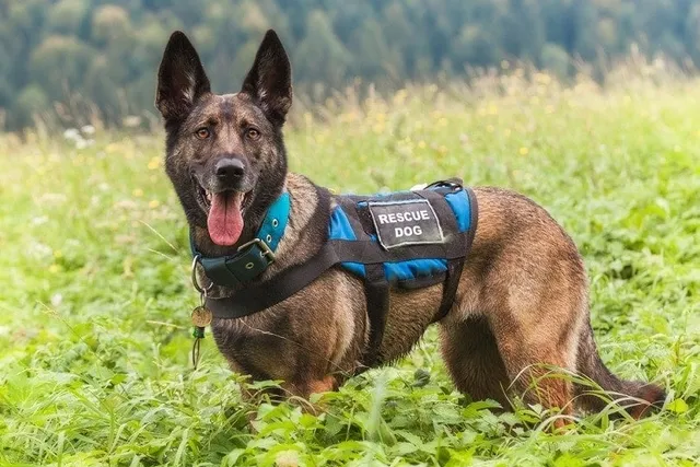 How Do Search & Rescue Dogs Find Missing People? Vet-Verified Answer