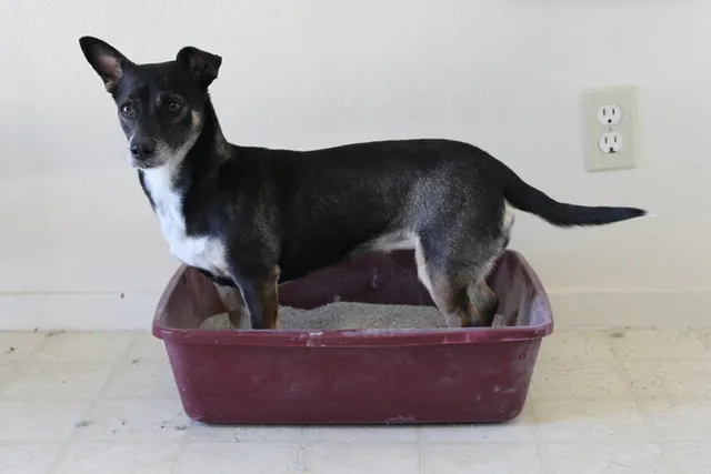 How To Keep Dogs Out Of Cat Litter Boxes: 7 Vet-Approved Ways