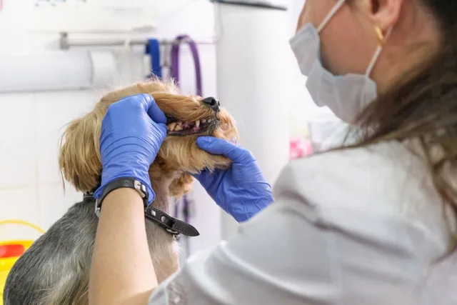 My Dog Is Losing Teeth, Is It Normal? Vet-Reviewed Health Facts