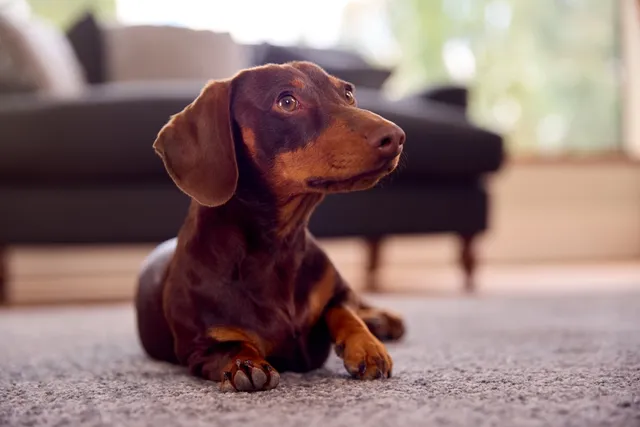 6 Reasons Why Dachshunds Are So Stubborn: Temperament & Personality Traits